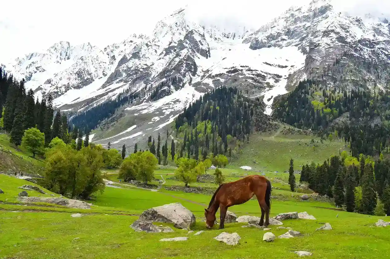 Thajiwas glacier Sonmarg