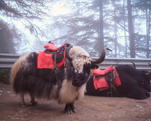 hidden-gems-kinnaur-special (1)